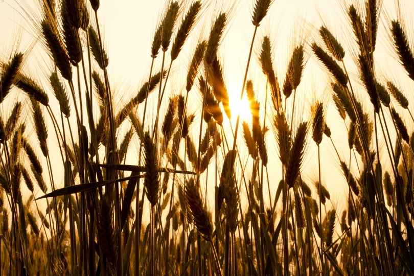 Evaluación de los mecanismos de tolerancia a la sal en dos razas locales de cebada tunecina