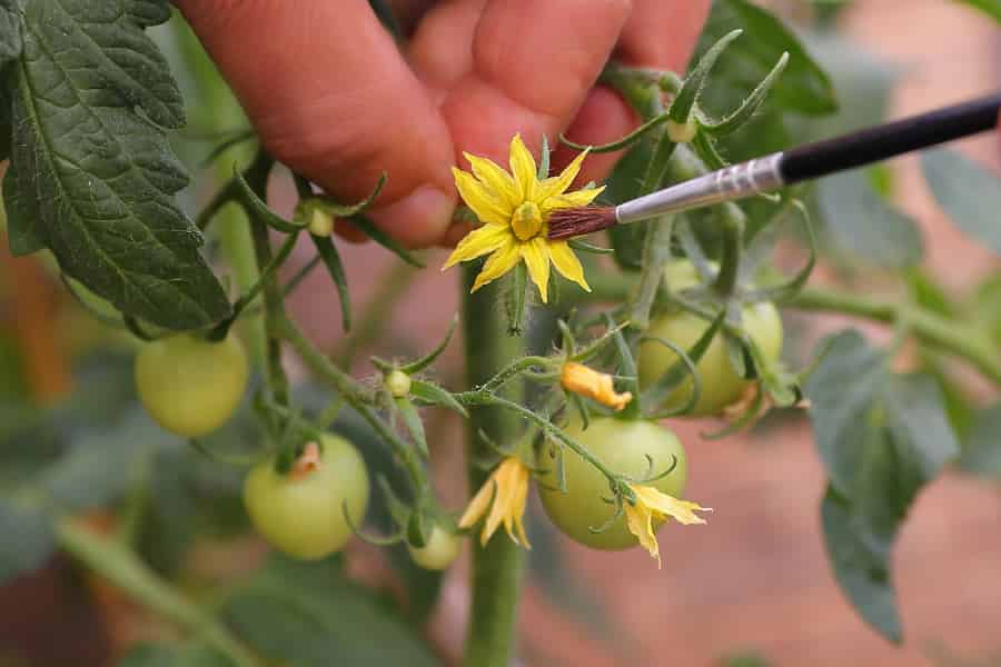 Cuando cuidar a los polinizadores es literalmente materia de cuidado personal