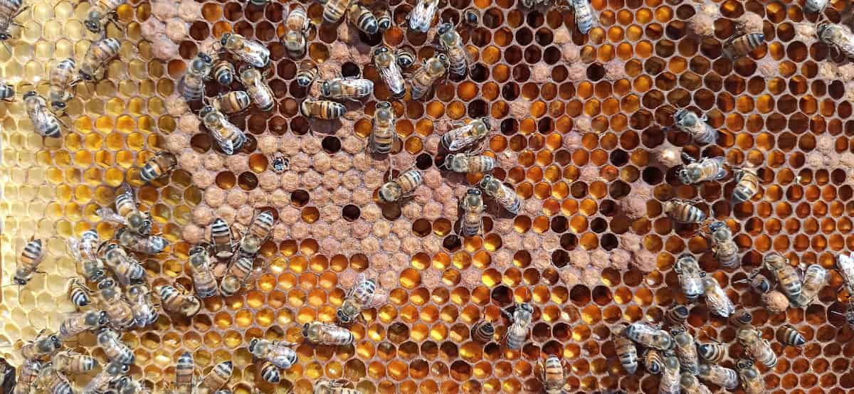 Abejas, miel y Agave en la sierra norte de La Barca, Jalisco