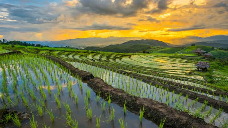 Con el frío, el polen del arroz sufre de diversas formas mientras lucha por desarrollarse