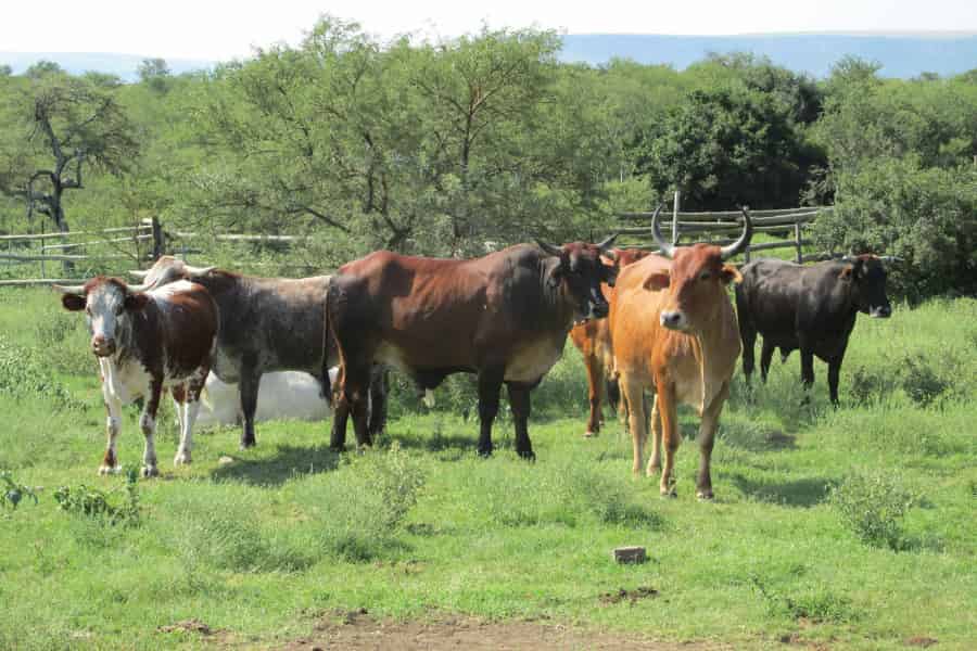 Allele mining could help improve forage grasses