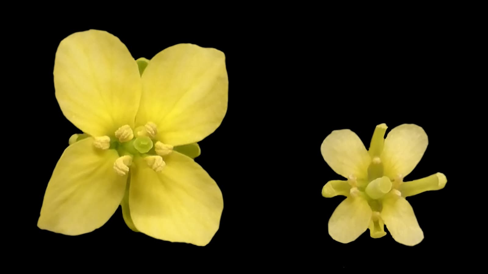 Flowers grow less yellow without sulphur, and that could affect the pollinators that need to see them