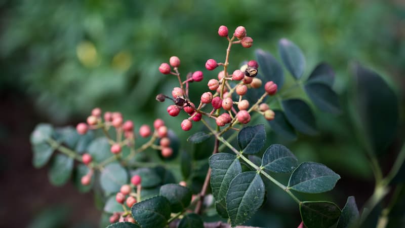 Next generation sequencing of Zanthoxylum leads to rethink of previous generations of Zanthoxylum