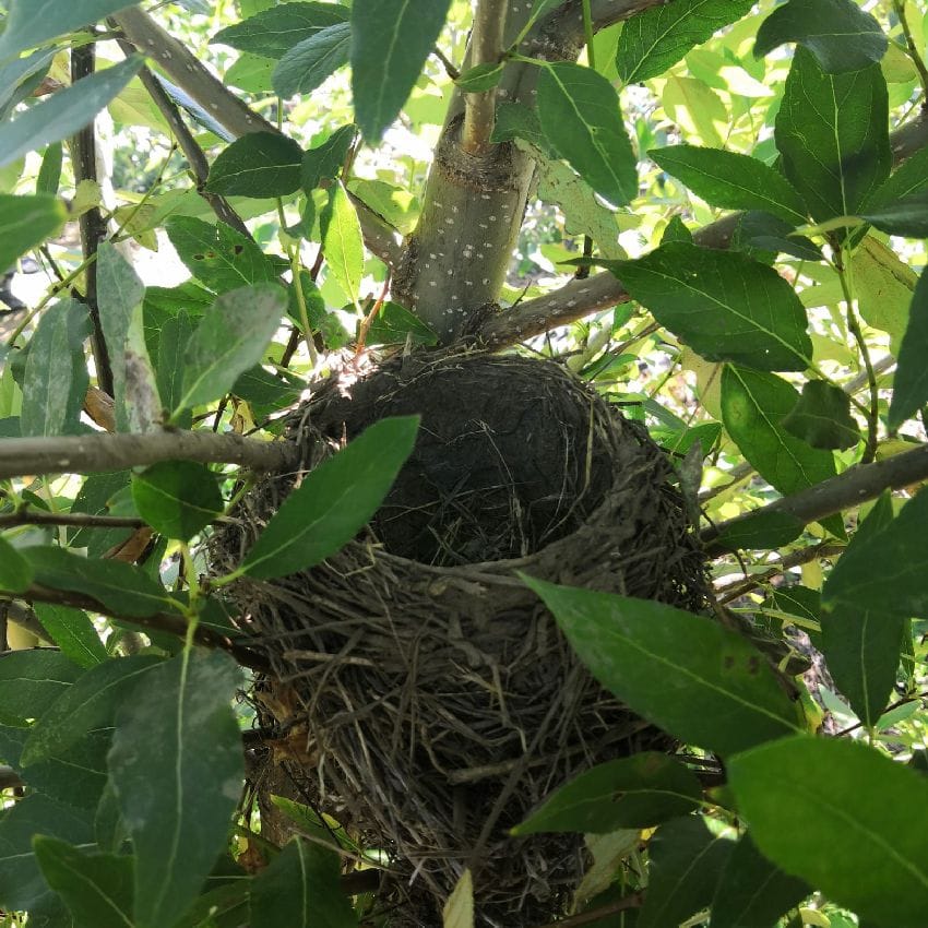 Biodiversity in agricultural land: better in bioenergy crops