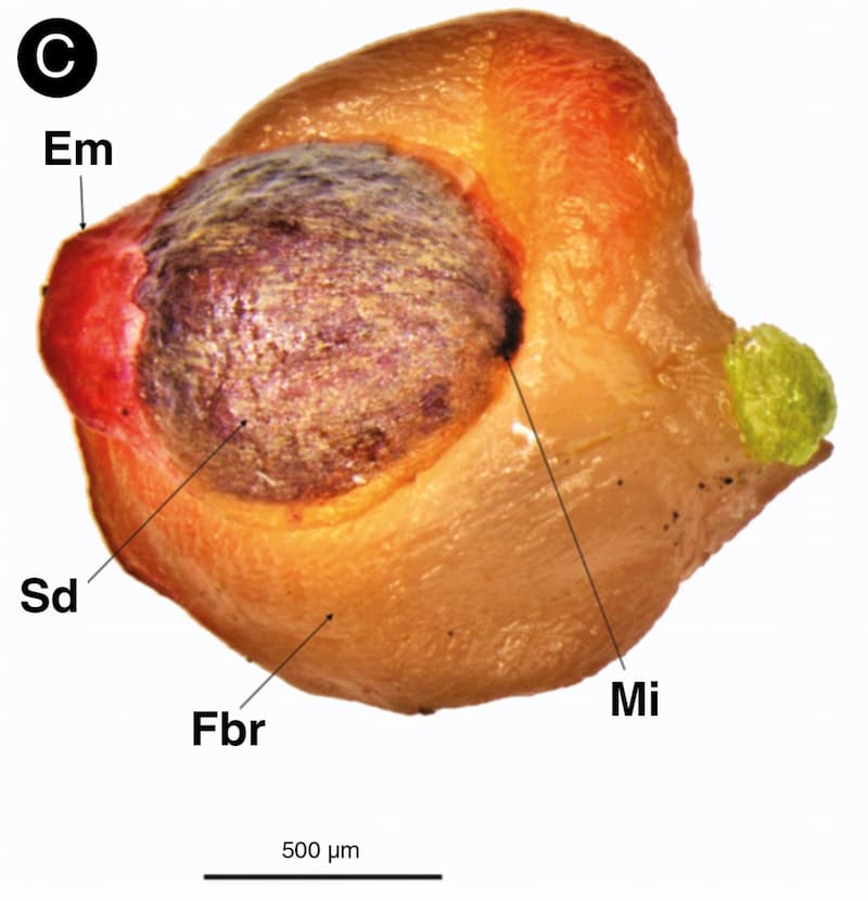 Morpho-anatomical affinities of three paleoendemic podocarp genera
