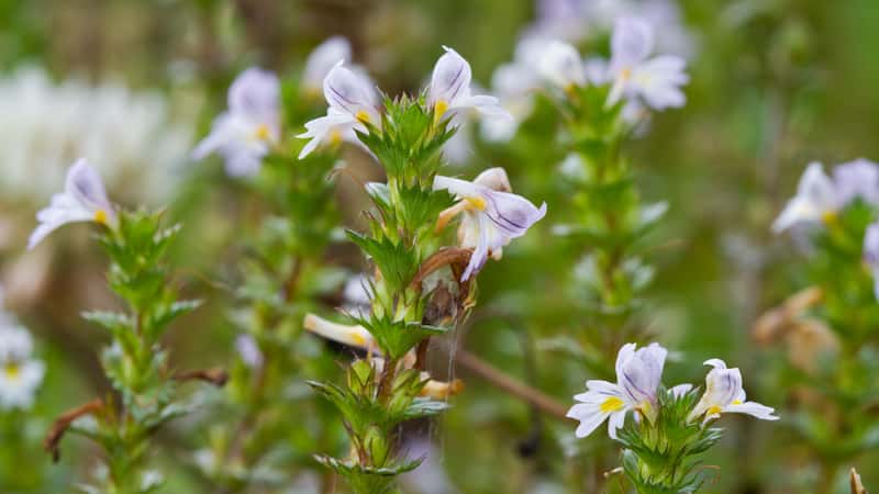 The nature of eyebright intraspecific genome size variation