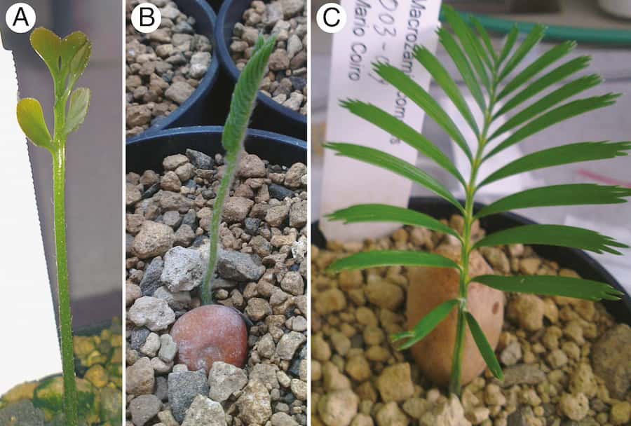 Piecing together the Zamiaceae family tree reveals the evolution of how plants ‘breathe’