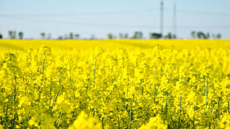 Control genético de la altura y del número de ramas de Brassica napus en condiciones bajas de fósforo