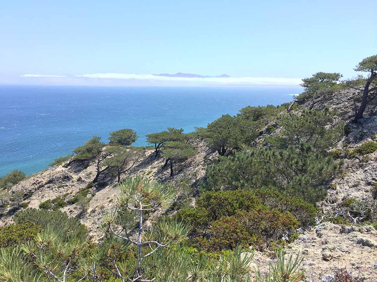 Estimating genetic variation in seed collections using seed morphology