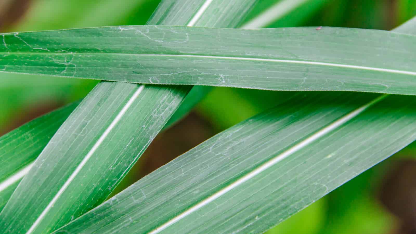 Botanists take a step back to move forward in understanding grass