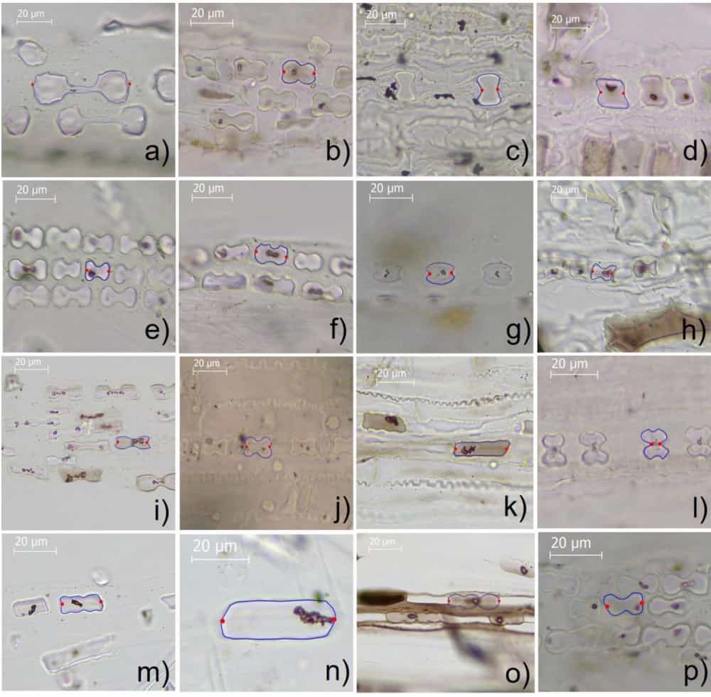 How much does a phytolith look like an average phytolith?