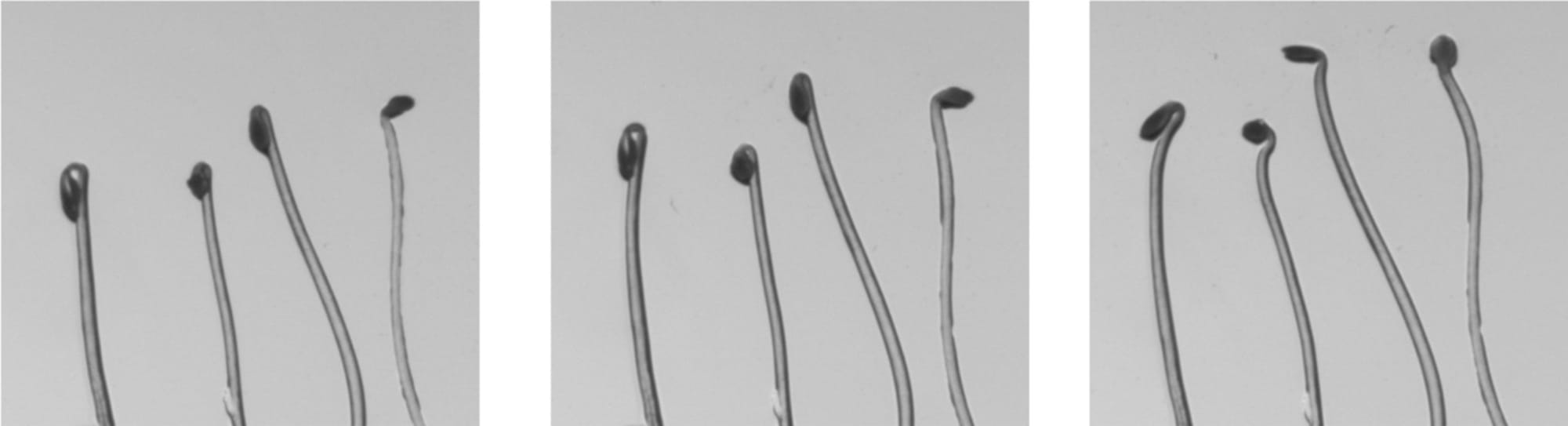 Computer vision for phenotyping of photomorphogenesis