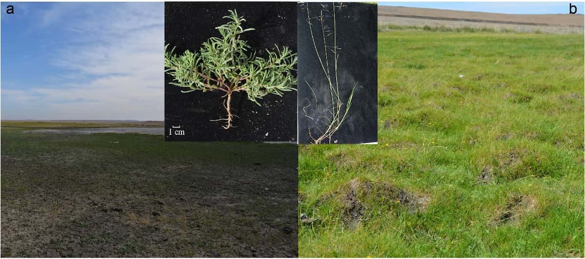 Grass finds more than one way to survive in saline soil
