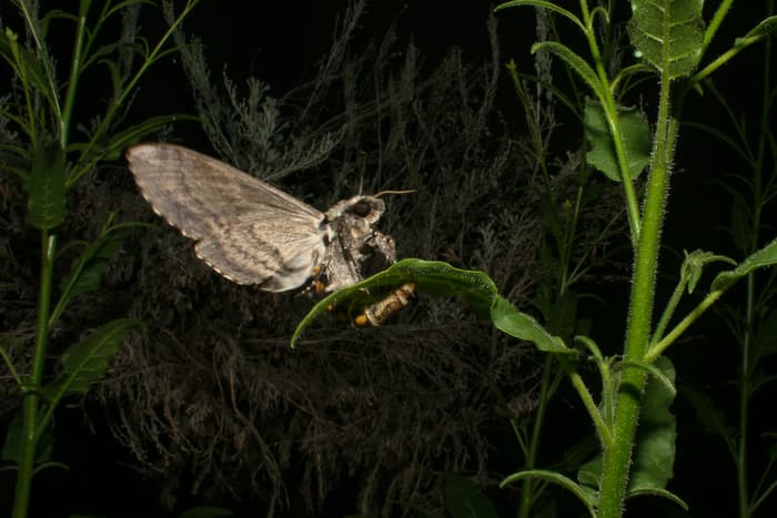 Hawkmoths prefer for the young to eat with the competition