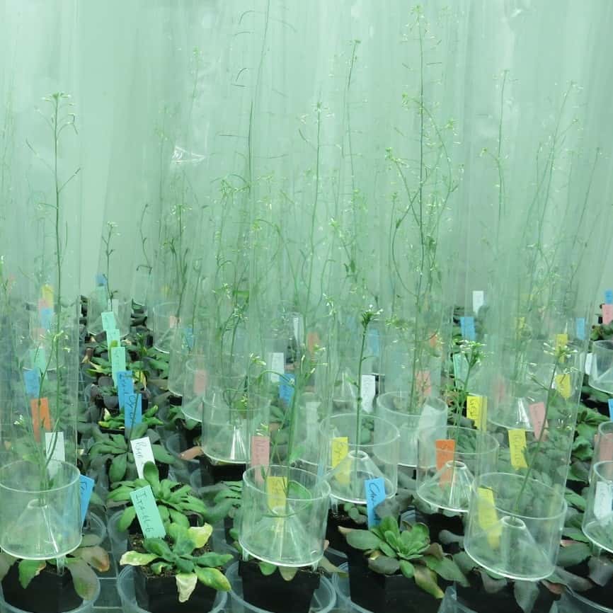 Plants in a greenhouse in rows and columns. Leaves of the plants sit as rosettes above the soil. Many of the plants have clea