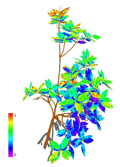 Visualization of absorbed light for each leaf on a whole sapling. High relative absorption at the top and low at the bottom i