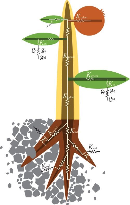 Scheme of water flowing through a plant: (1) from the soil towards the root surface, (2) from the root surface to the xylem,