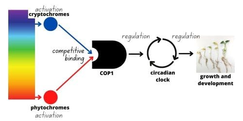 The signaling cascades of red and blue light-activated photoreceptors compete with downstream transcription factors for bindi