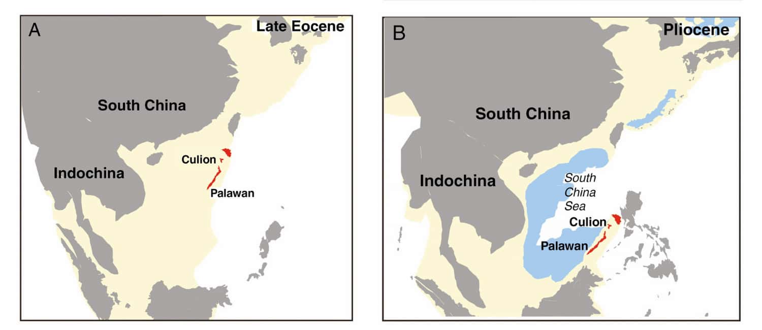 Cycads studied to reconcile fossil and molecular evidence for evolutionary timescales