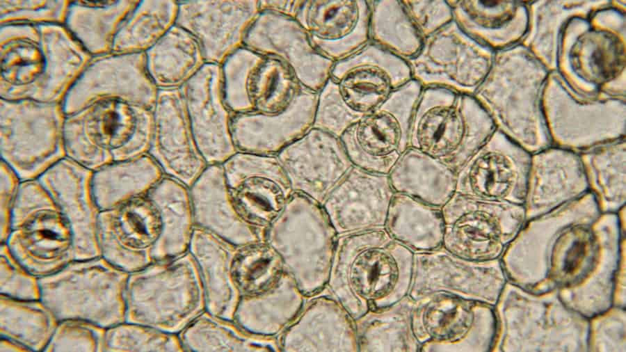 Below-ground hydraulics control stomatal closure