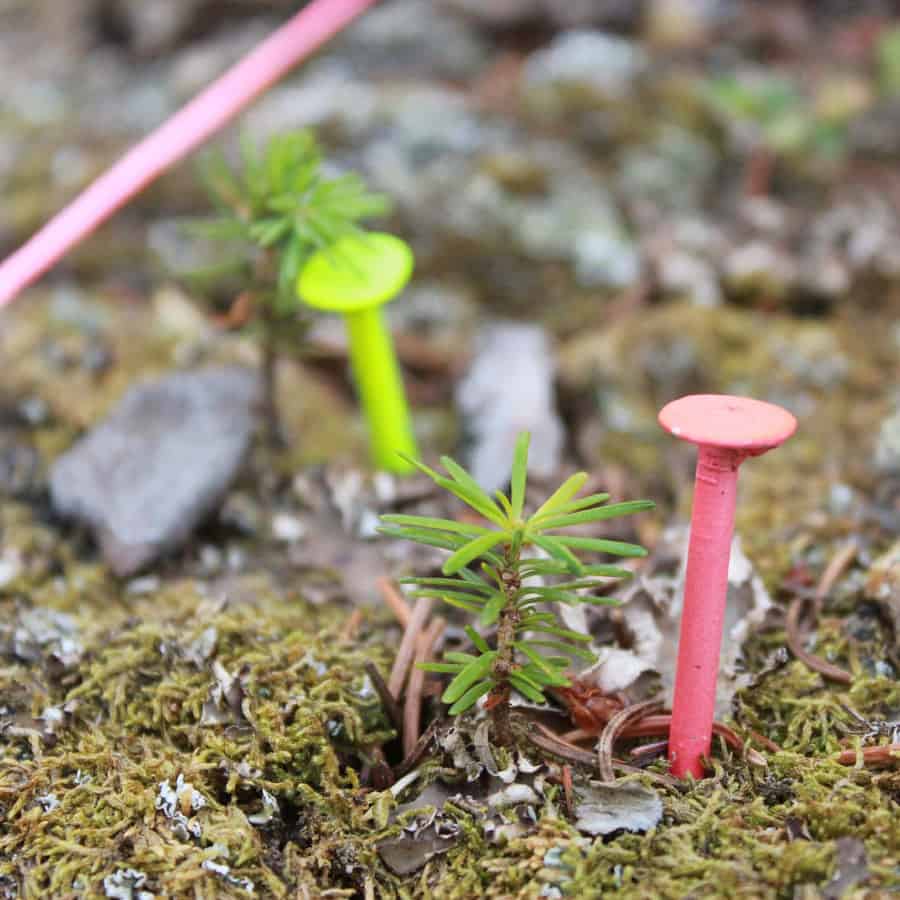 Poor acclimation to drought in subalpine forest tree seedlings