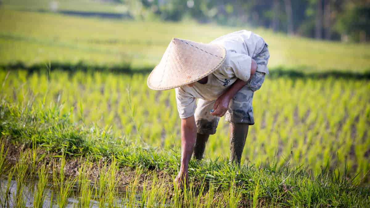 How can botanists improve rice’s ability to use phosphorus?