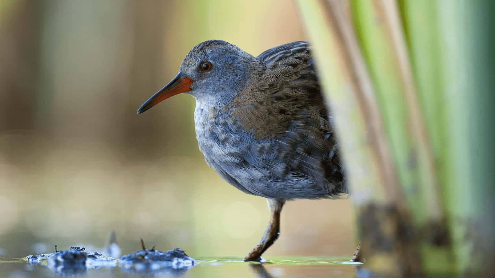Under-damaged reed beds are harming small wetland birds