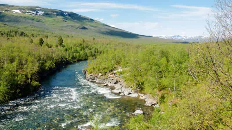 Increased nutrients could help subarctic shrubs mitigate some of the stresses from a warmer environment