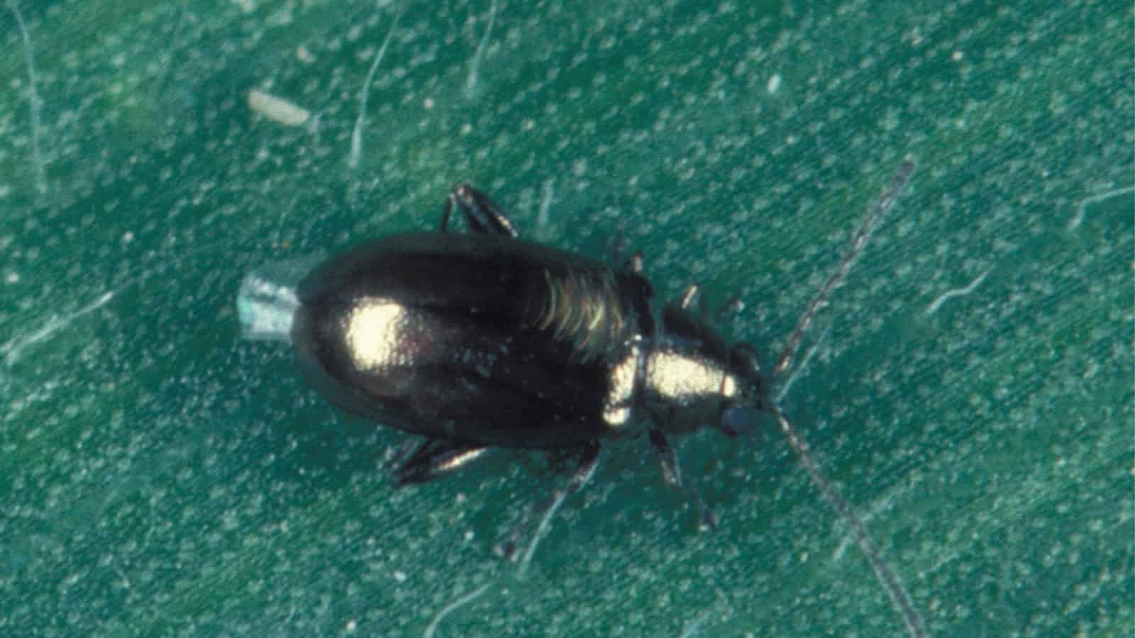 Infectious bacteria force host plants to feed them