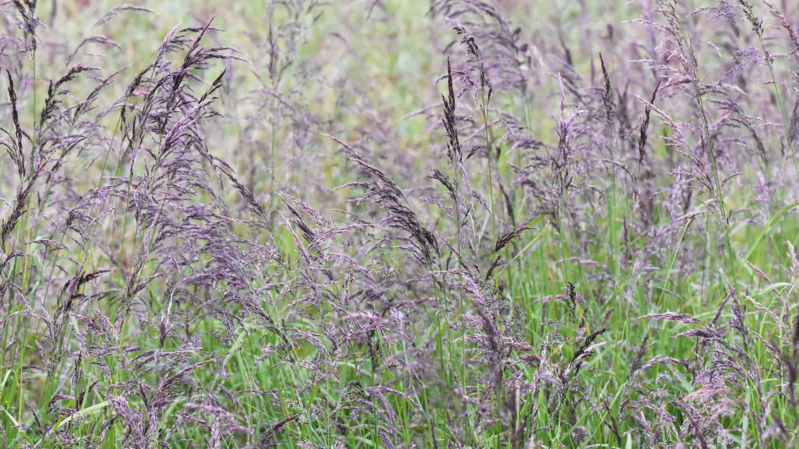 Botanists uncover the cost of cloning