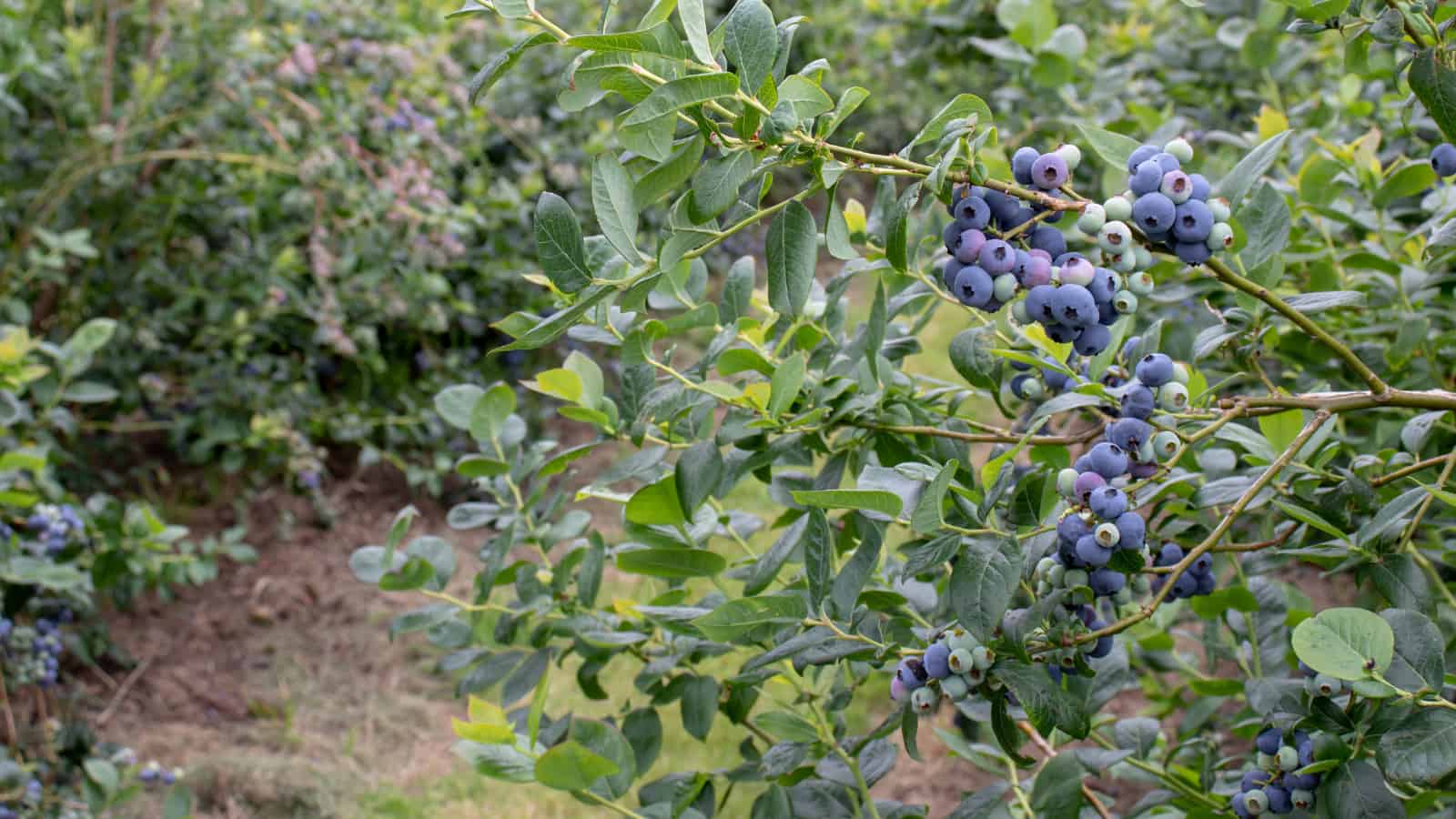 You can protect blueberries from cold with some help from the Antarctic