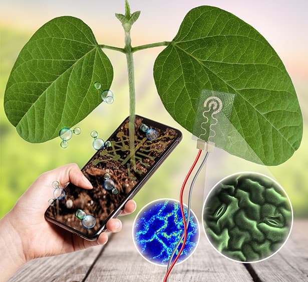 A new wearable technology — for plants