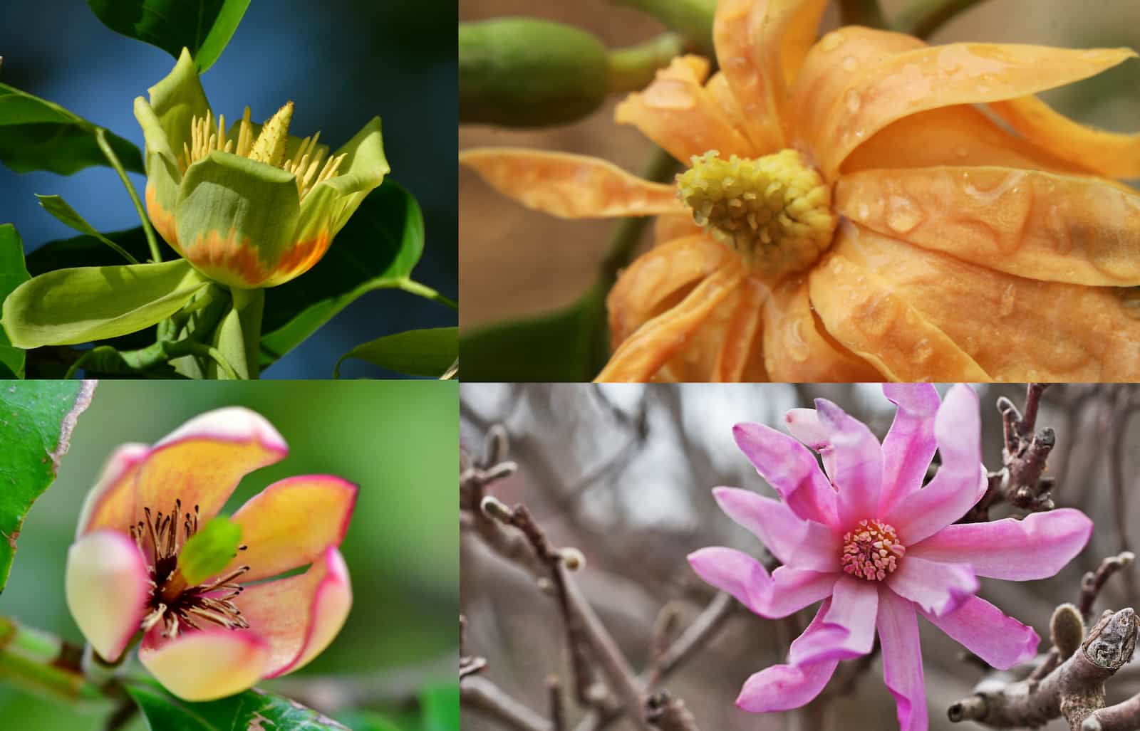Lessons from magnolias about past climatic events and plant evolution