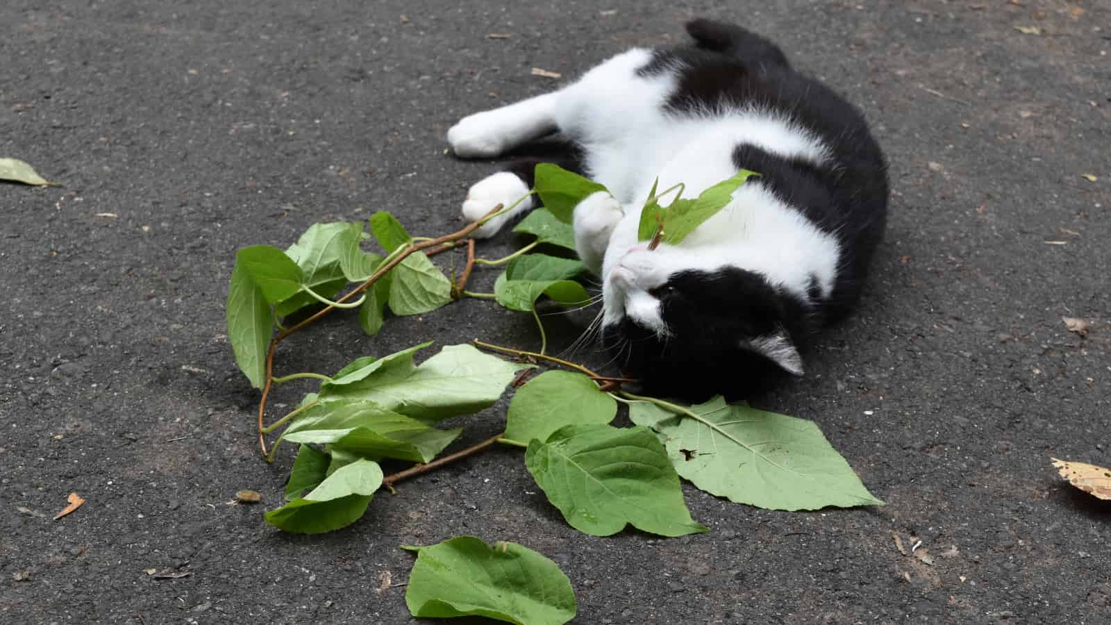 A cat wrestling with a branch of silver vine.