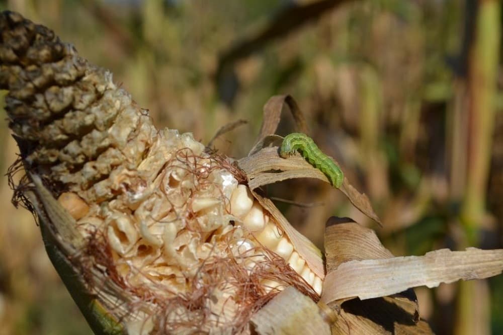A nose becomes fancier, an armyworm answer, and plants against cancer