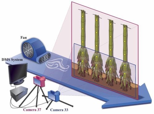 A graphic of experimental field setup shows a fan blowing wind across four maize plants. Each plant has 5 target points highl