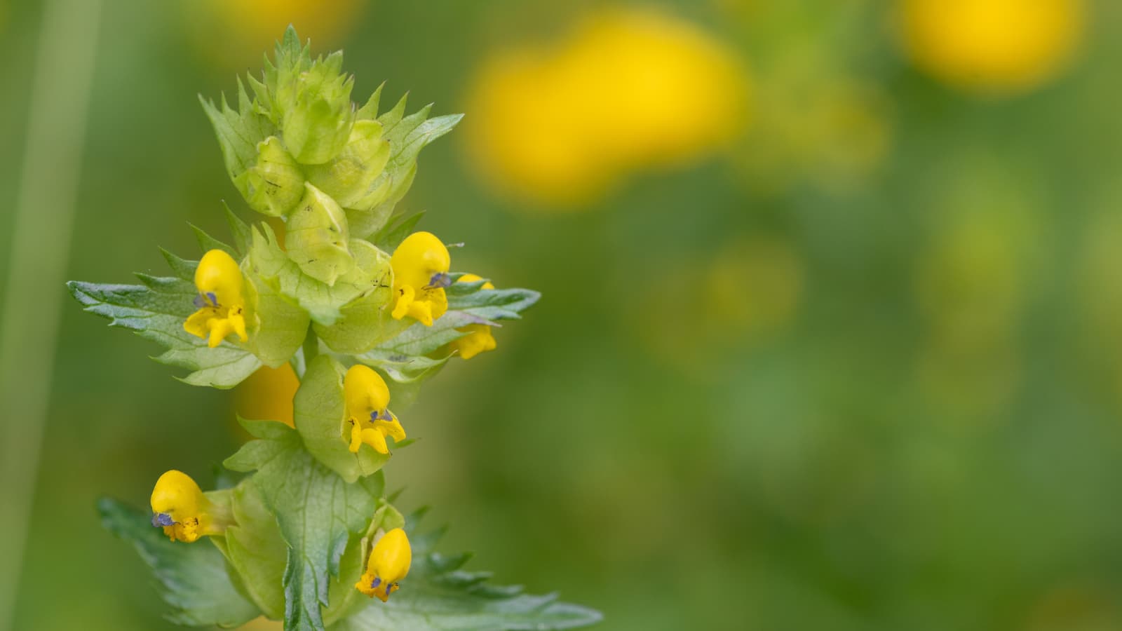 Where does a hemiparasite’s food come from?