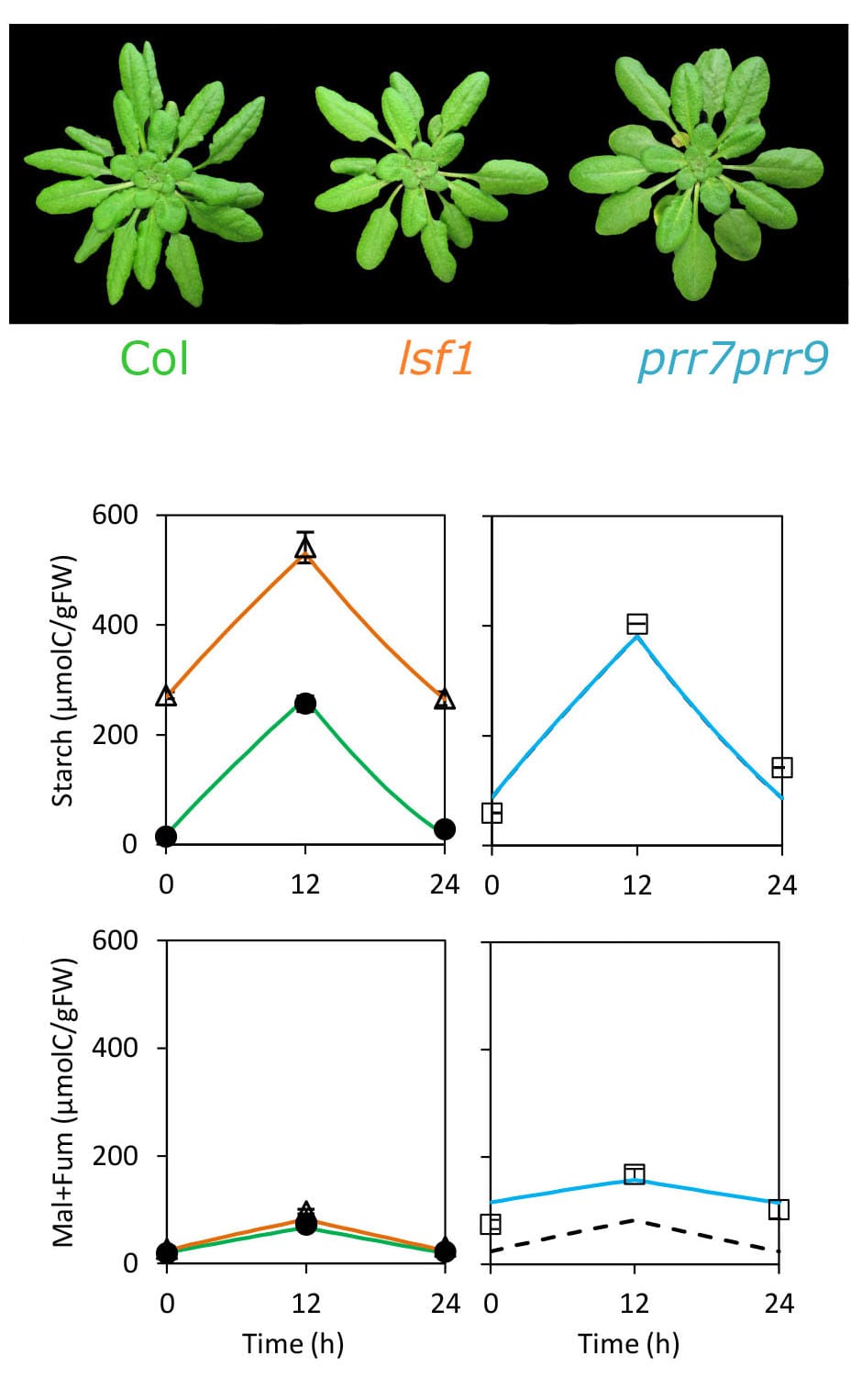 Connecting rhythmic gene circuits to metabolism explains the slow growth rate of a slow-clock mutant