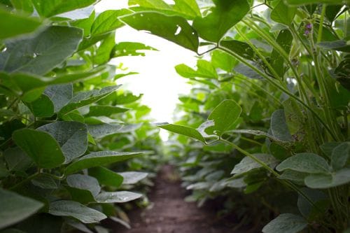 Increased soybean yields finally achieved