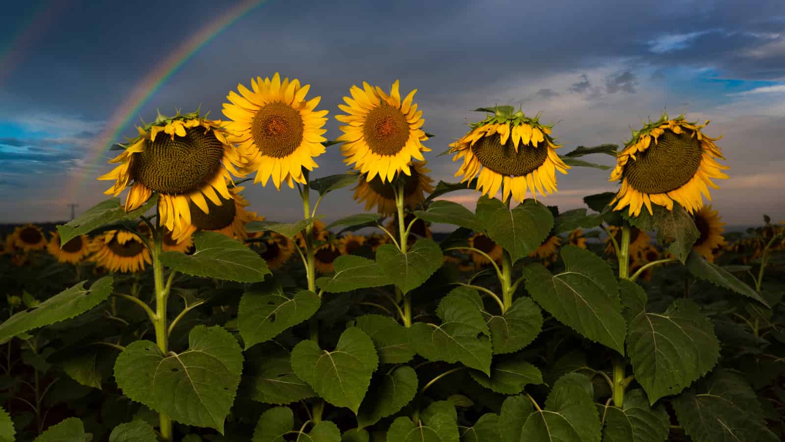 Photosynthesis on the far side of the rainbow