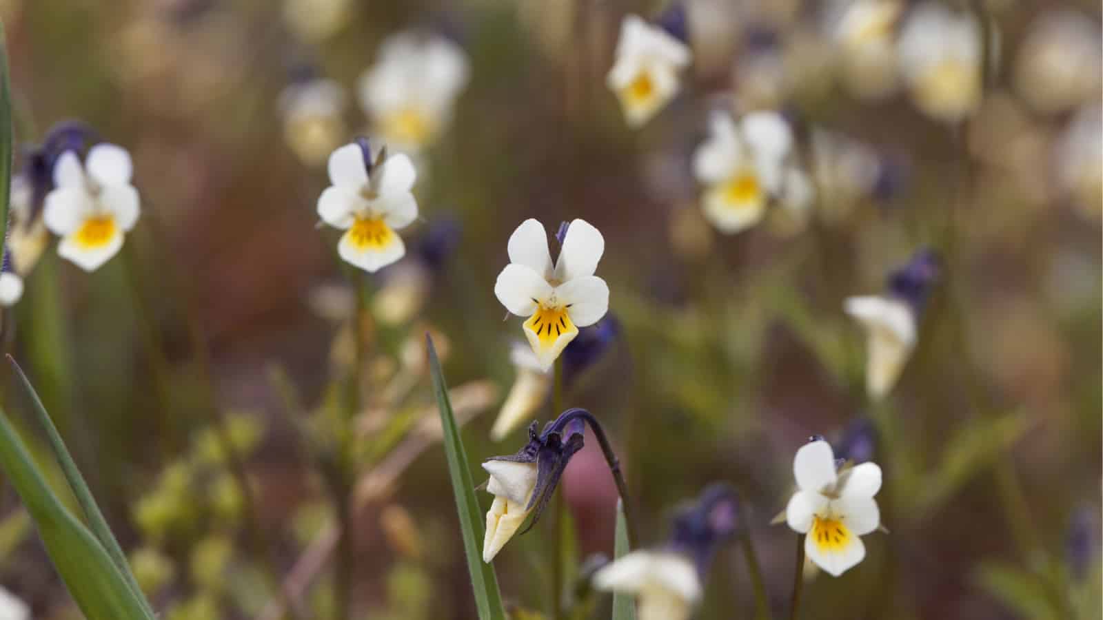 Pansies undergo high-speed evolution when pollinators disappear