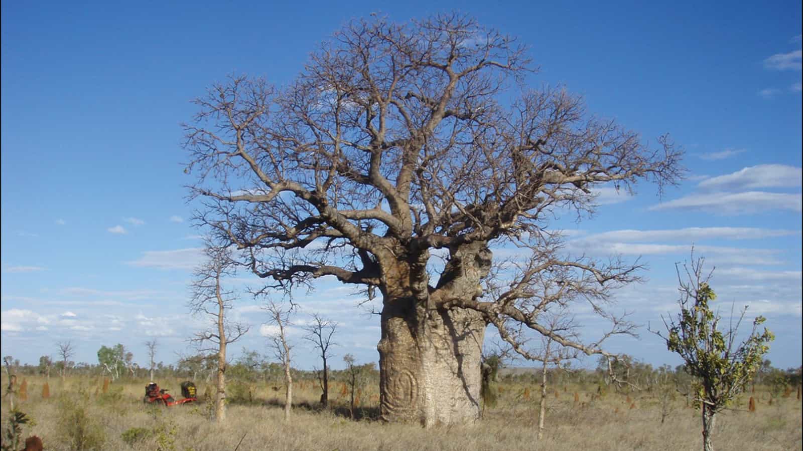 Archaeologists race against the climate to preserve aboriginal art