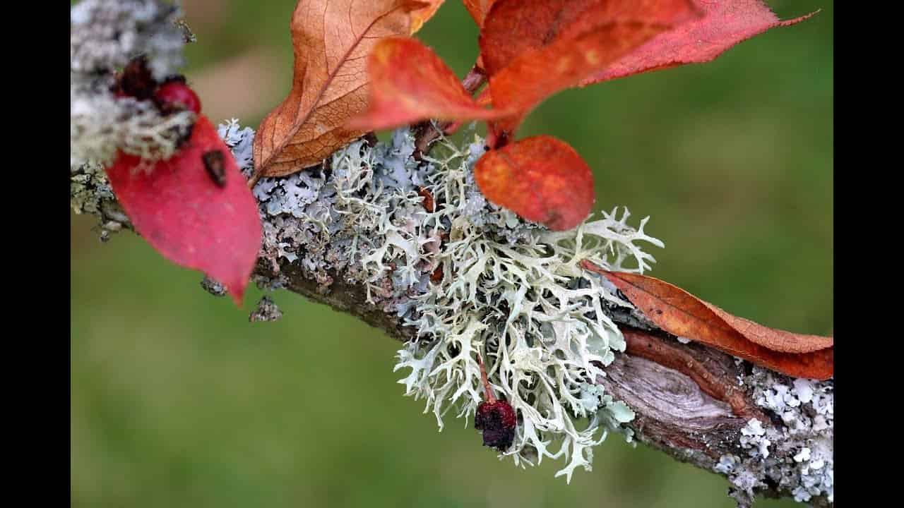 Learn how to look at Lichen