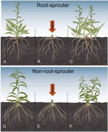 When you don’t kill weeds you teach them how to survive