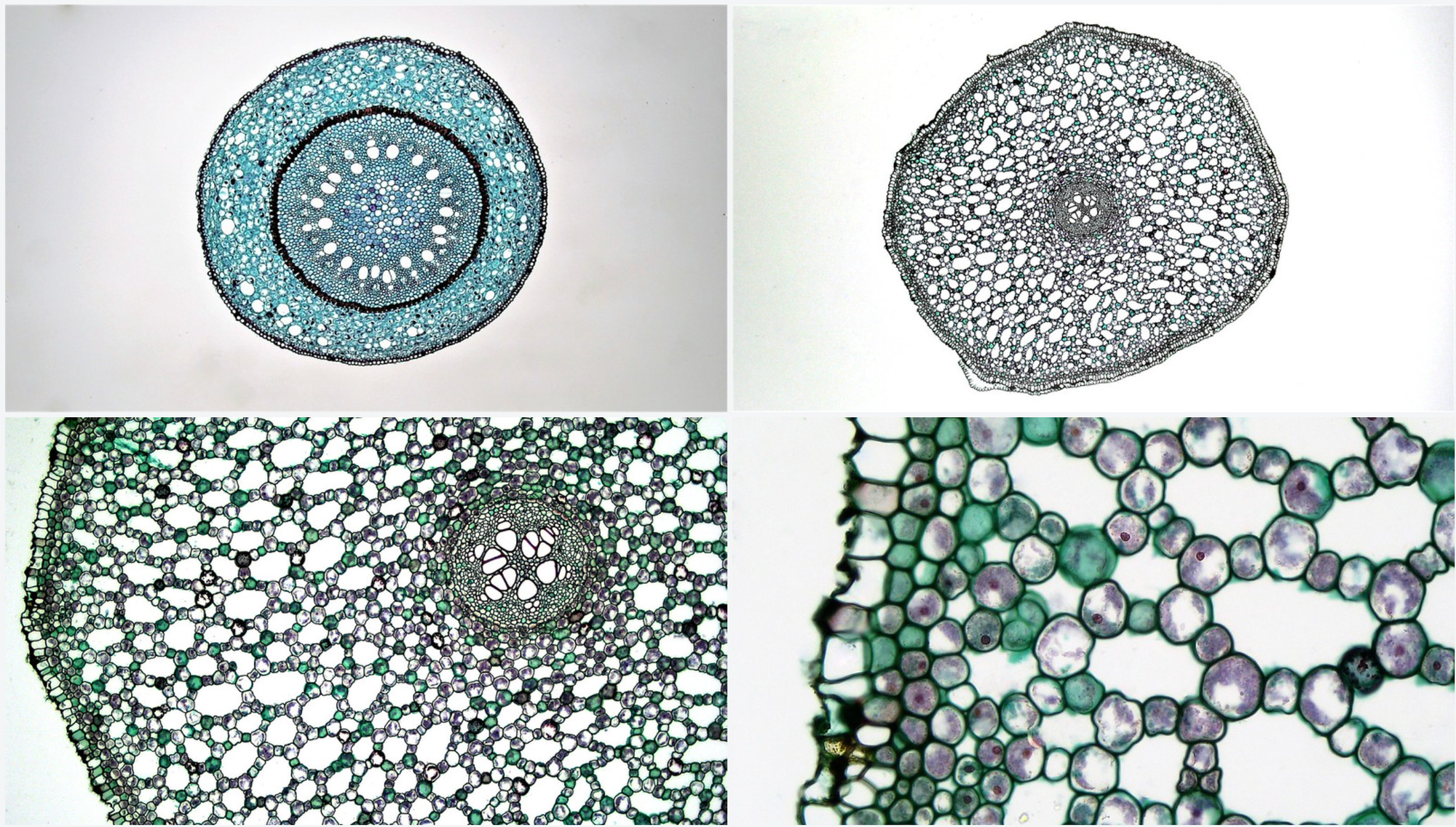 Image library of plant tissues