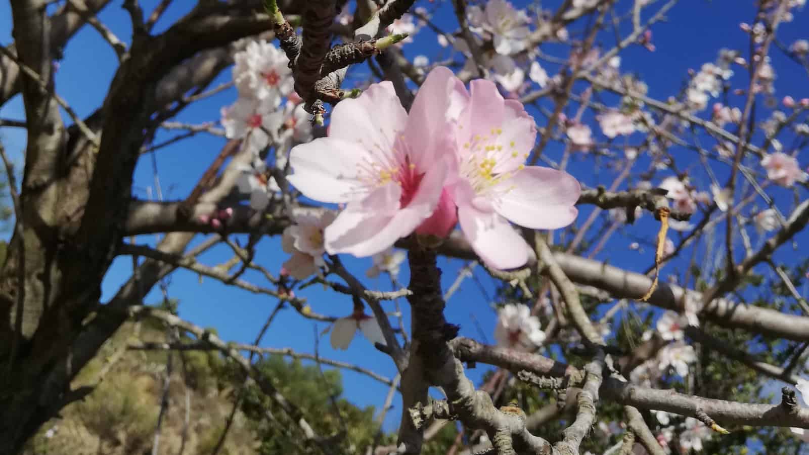 ASPB unveils another new teaching tool