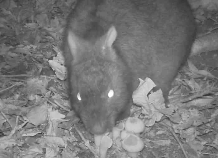 Pentalagus furnessi, the Amami rabbit.