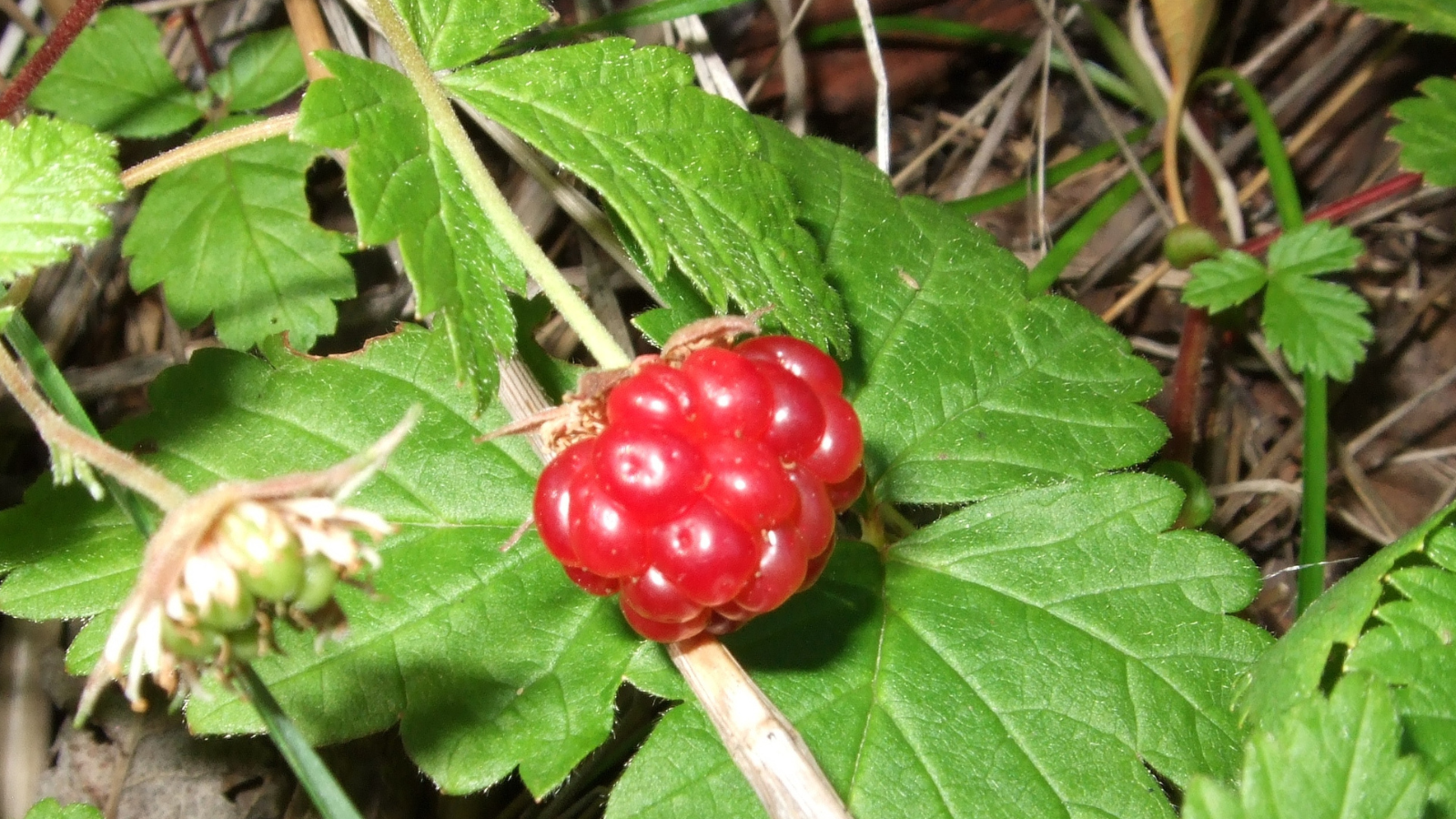 Pollinators like moths are increasingly missing from a warming subarctic