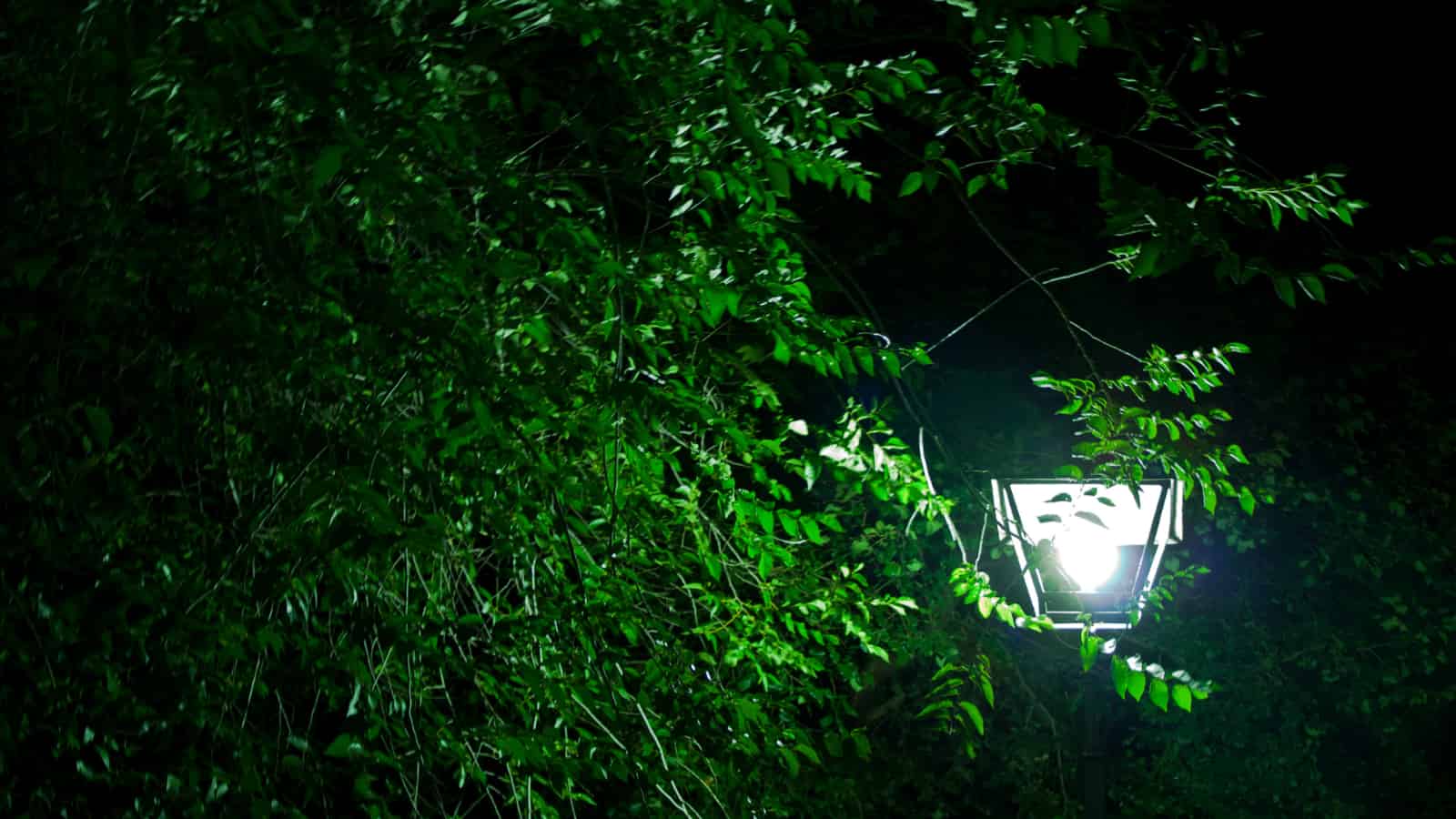 Streetlamps create an artificial summer for urban trees