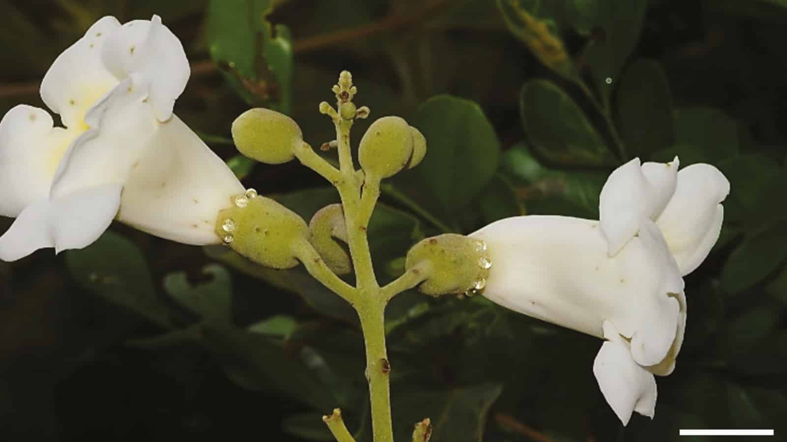 The plant that has a nectar menu to prevent unwanted visitors from interfering with pollination